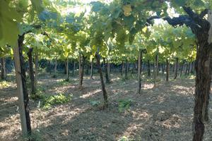 Azienda agricola