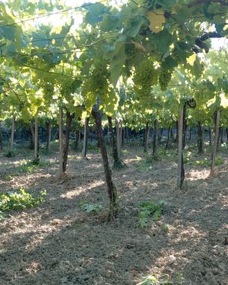Azienda agricola