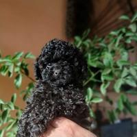 Barboncino Toy