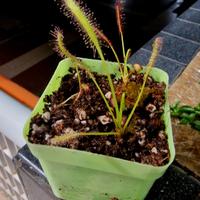 Drosera Capensis (Pianta Carnivora)