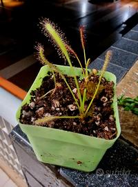 Drosera Capensis (Pianta Carnivora)
