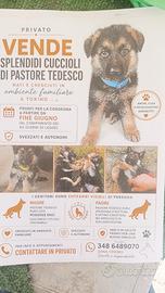 Cuccioli puri pastore tedesco