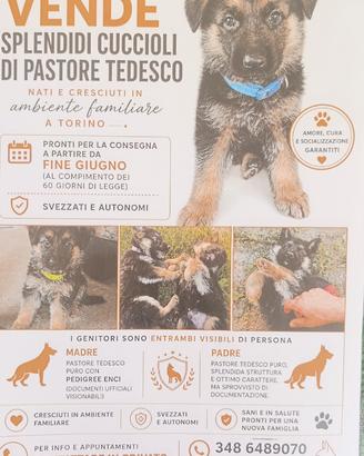 Cuccioli puri pastore tedesco