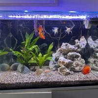 Acquario 100 lt