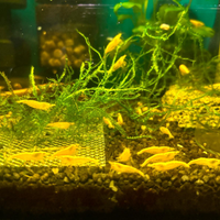 Neocaridine davidi, gamberetti