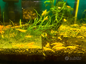 Neocaridine davidi, gamberetti