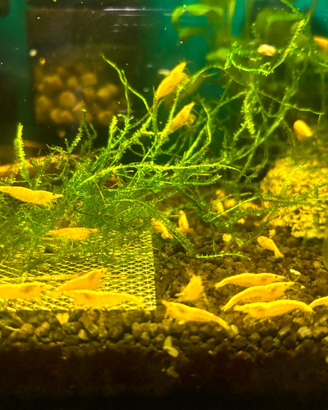 Neocaridine davidi, gamberetti