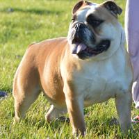 Bulldog Inglese Femmina