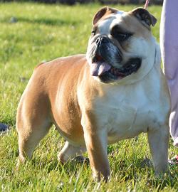 Bulldog Inglese Femmina