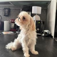 Maltese con pedigree