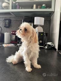 Maltese con pedigree