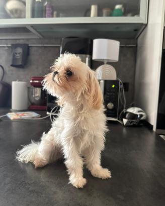 Maltese con pedigree