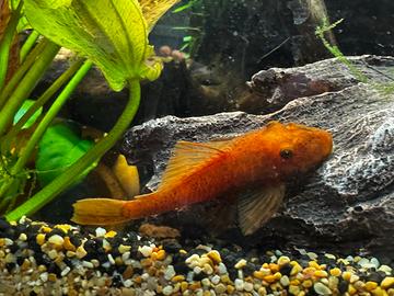 Ancistrus super red