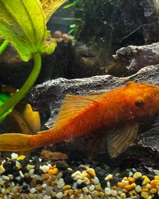 Ancistrus super red