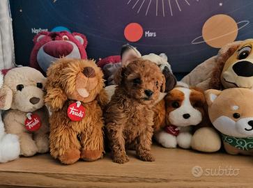 Barboncino cucciola femmina