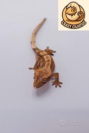 Correlophus ciliatus Red Harley femmina