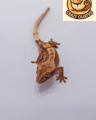 Correlophus ciliatus Red Harley femmina