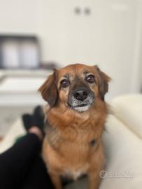 Cagnolina di 6 anni