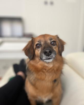 Cagnolina di 6 anni