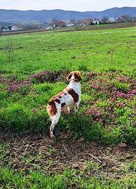 Breton maschio