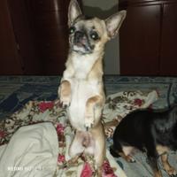 Chihuahua maschio per monta
