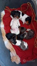 Bassotti arlecchini piebald
