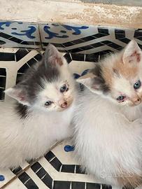 Cucciolette specializzate in sicurezza domestica