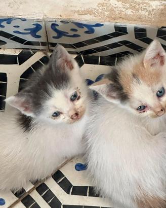 Cucciolette specializzate in sicurezza domestica