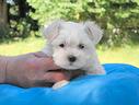 cucciolo-di-maltese-super-piccolo