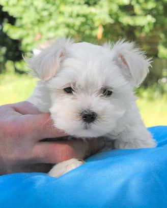 Cucciolo di Maltese SUPER PICCOLO