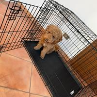 Gabbia per cani