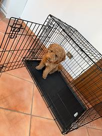 Gabbia per cani