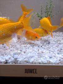 Pesci rossi acquario acqua dolce