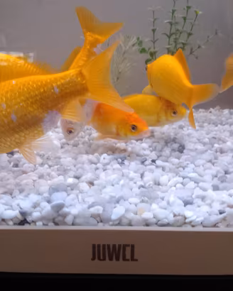 Pesci rossi acquario acqua dolce