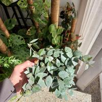 Hoya krohniana "Eskimo"