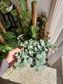 Hoya krohniana "Eskimo"