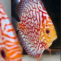 Pesci -discus- scalari -loricardi- shop online