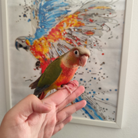 Pappagalli allevati a mano dolci famiglia bambini