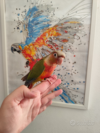 Pappagalli allevati a mano dolci famiglia bambini