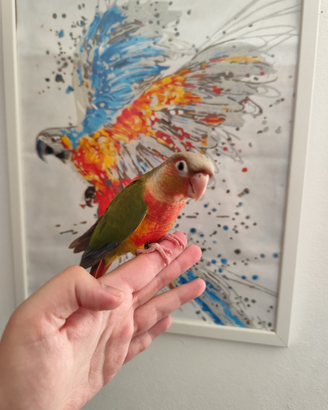 Pappagalli allevati a mano dolci famiglia bambini