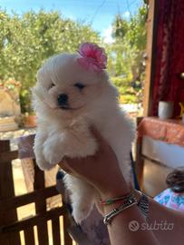 Spritz Pomerania