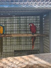 Ara Ararauna e Ara Ma cao