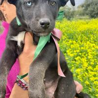 Cucciolo cane nero adotta meticcio Labrador tipo