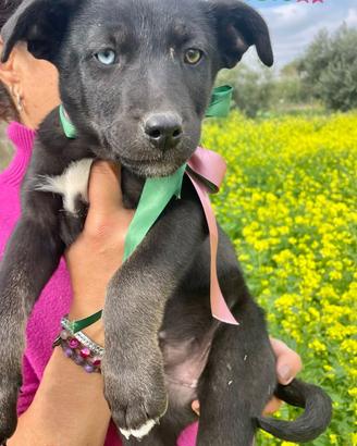 Cucciolo cane nero adotta meticcio Labrador tipo
