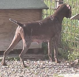 Cuccioli di Kurzhaar