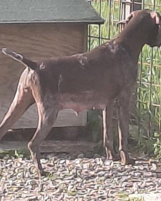 Cuccioli di Kurzhaar