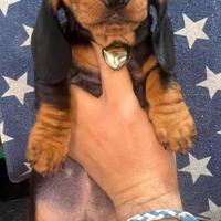 Bassotti kaninchen di alta classe