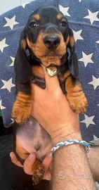 Bassotti kaninchen di alta classe