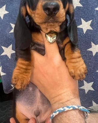 Bassotti kaninchen di alta classe