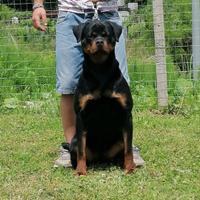 Rottweiler Femmina